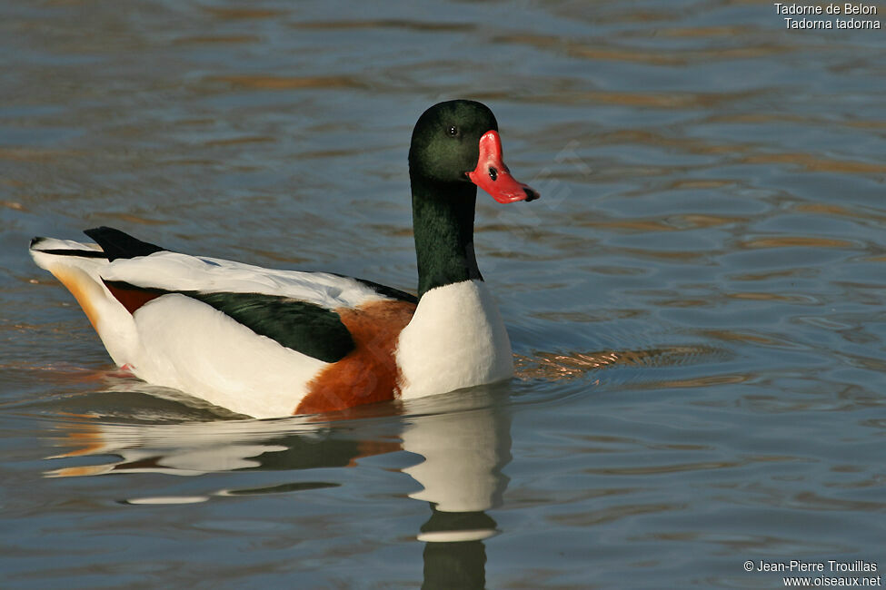 Common Shelduck male adult