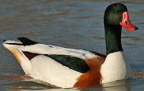 Common Shelduck