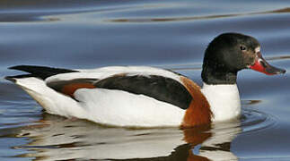 Common Shelduck