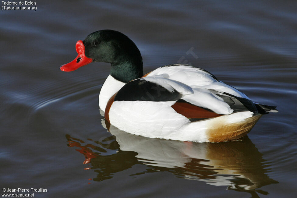 Common Shelduck