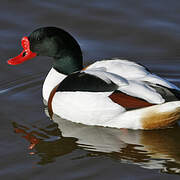 Common Shelduck