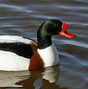 Common Shelduck