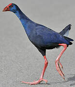 Western Swamphen