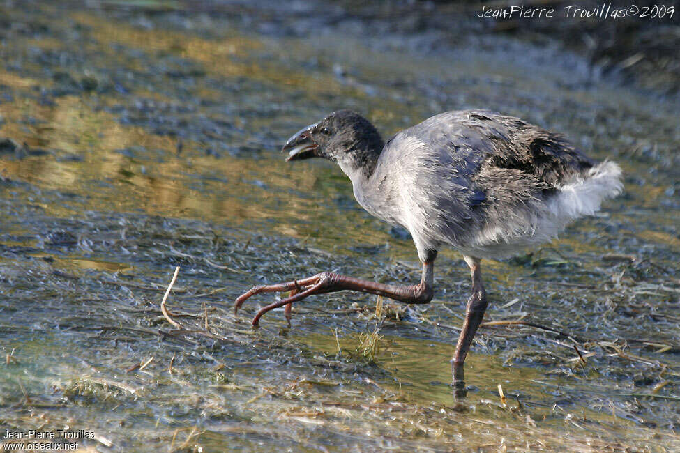 Talève sultanejuvénile, identification