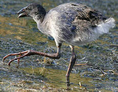 Western Swamphen