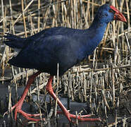 Western Swamphen