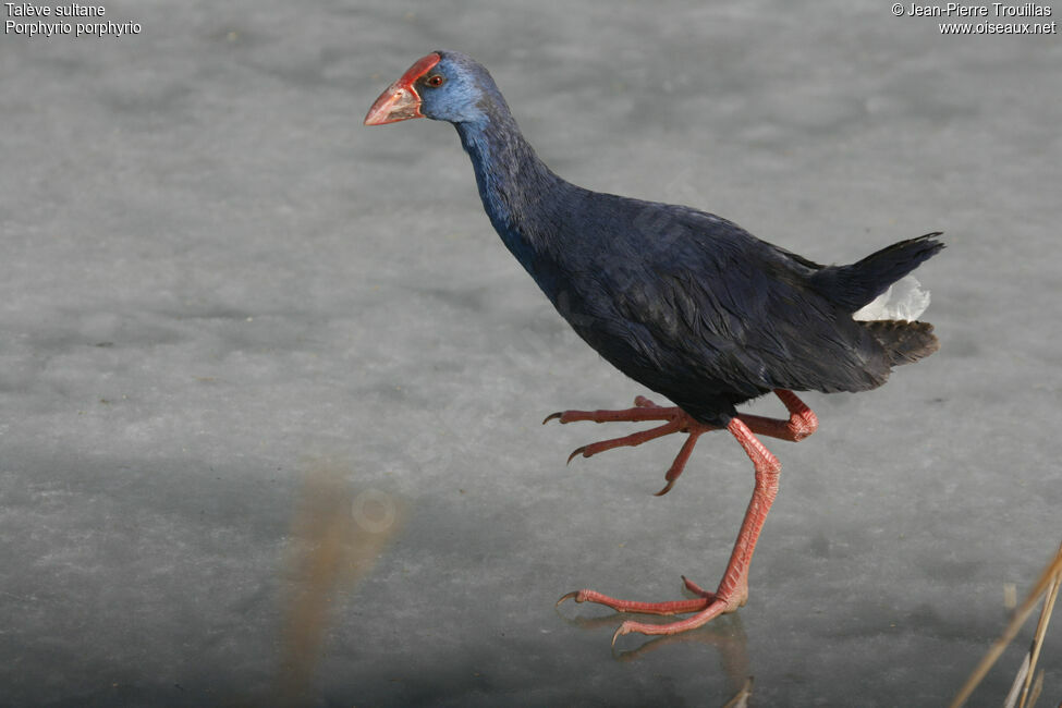 Western Swamphen