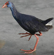 Western Swamphen