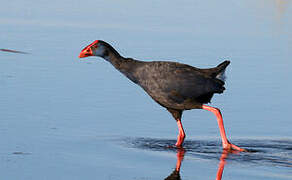 Western Swamphen