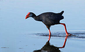 Western Swamphen