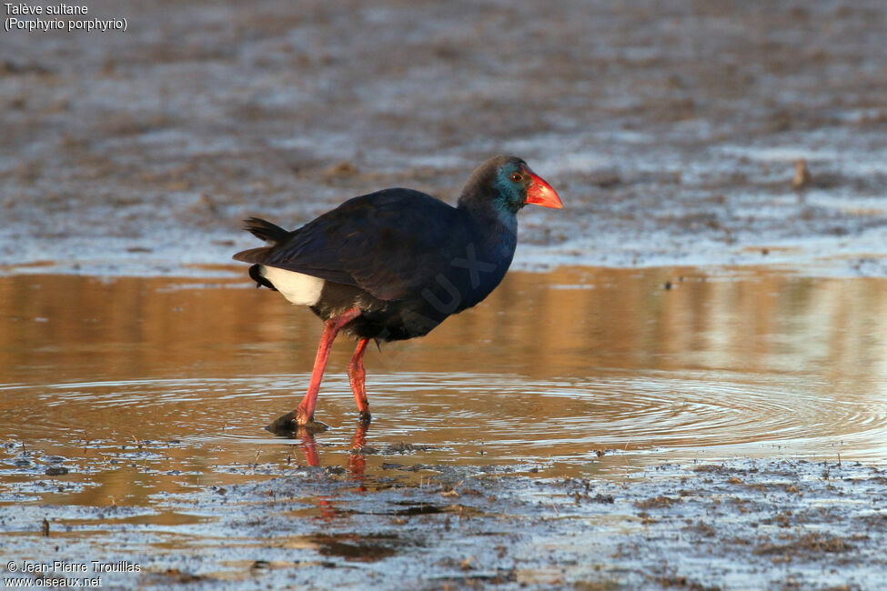 Western Swamphen