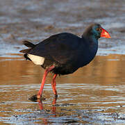 Western Swamphen