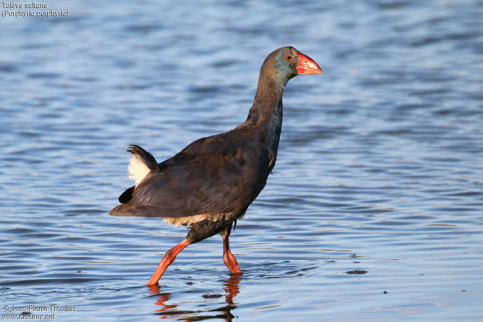 Western Swamphen