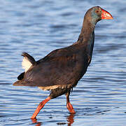 Western Swamphen