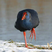 Western Swamphen