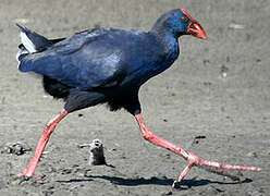 Western Swamphen