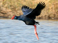 Western Swamphen