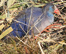 Western Swamphen