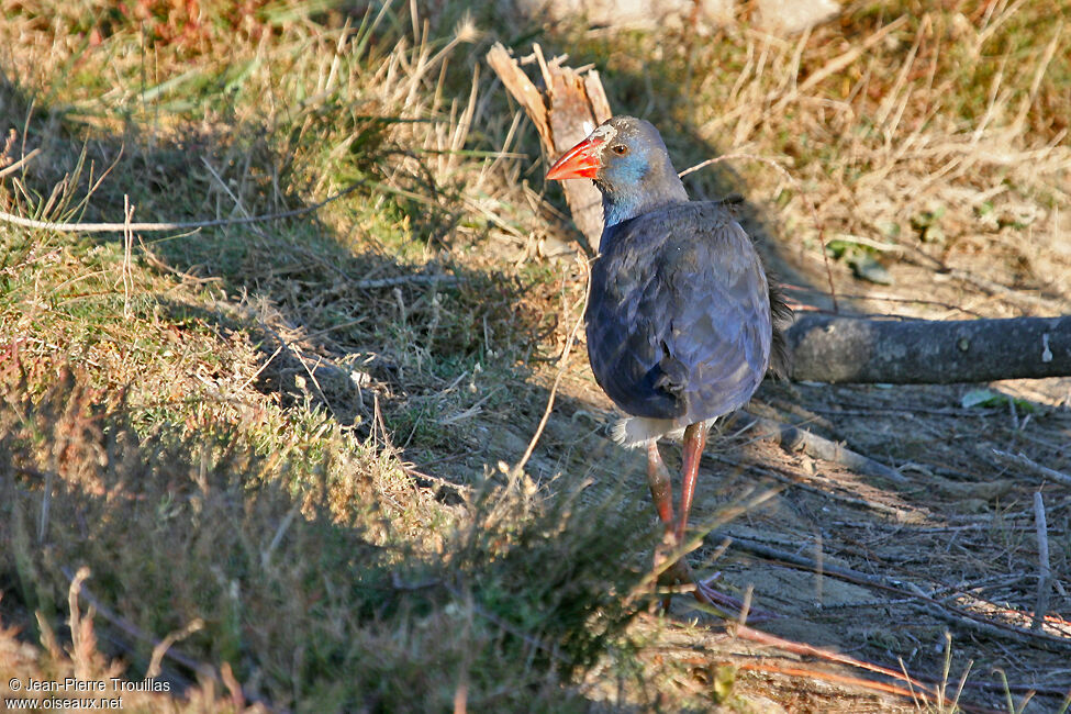 Talève sultane