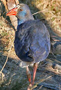 Western Swamphen