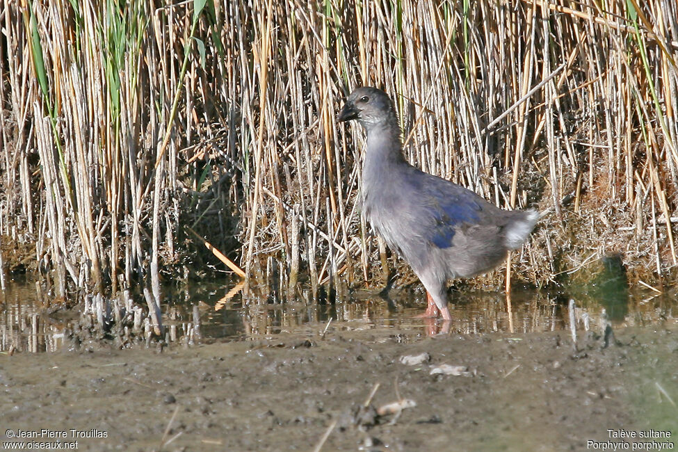 Western Swamphenjuvenile