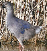 Western Swamphen