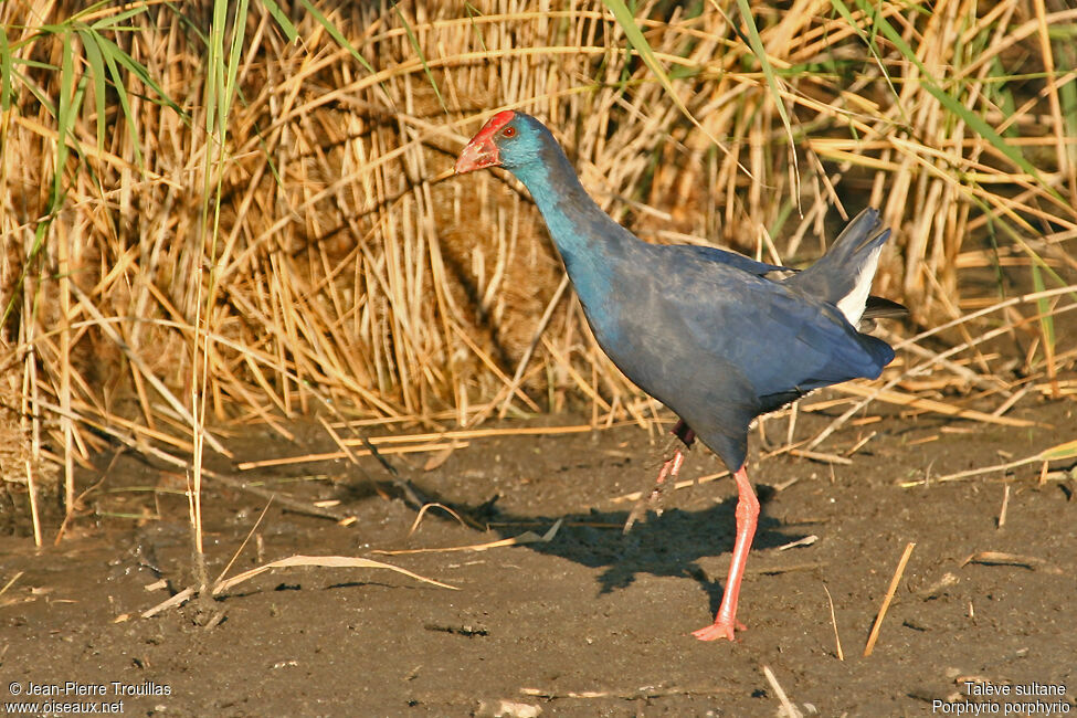 Western Swamphenadult