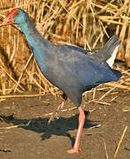 Western Swamphen