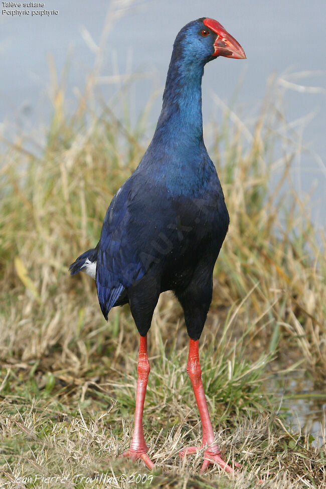 Western Swamphen