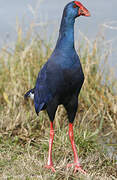 Western Swamphen