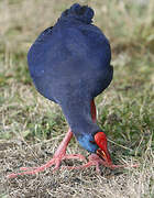 Western Swamphen