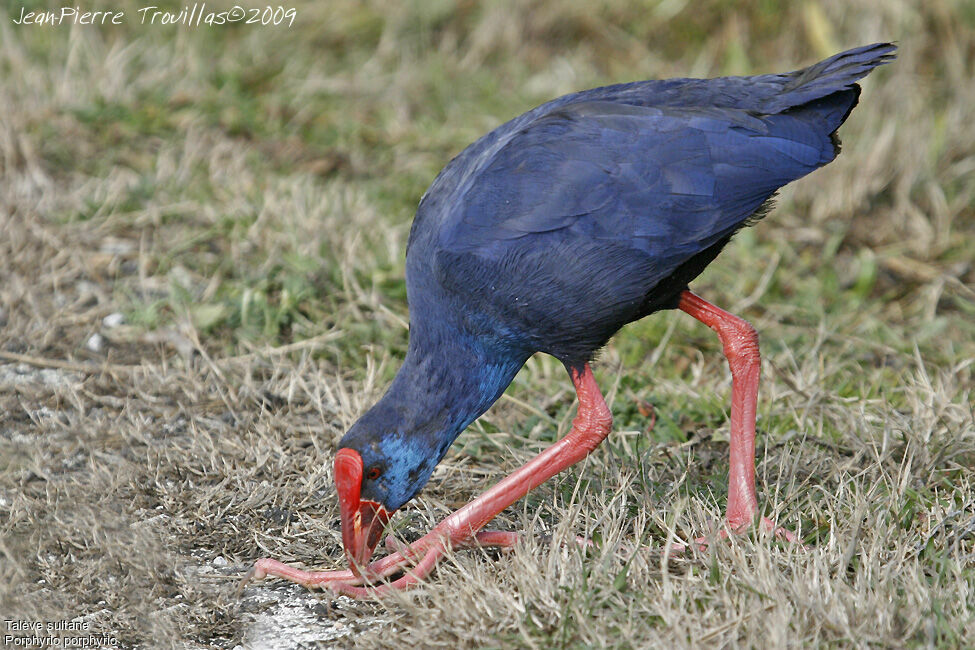 Western Swamphen