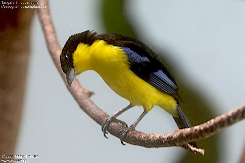 Tangara somptueux