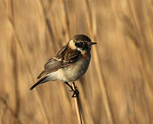 Siberian Stonechat