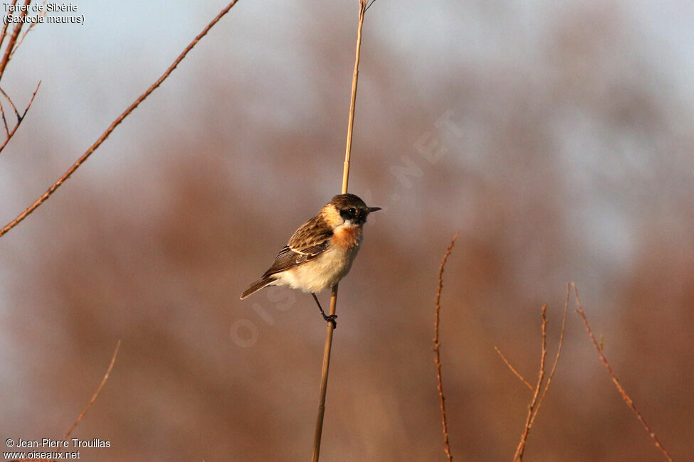 Siberian Stonechat male Second year