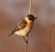 Siberian Stonechat