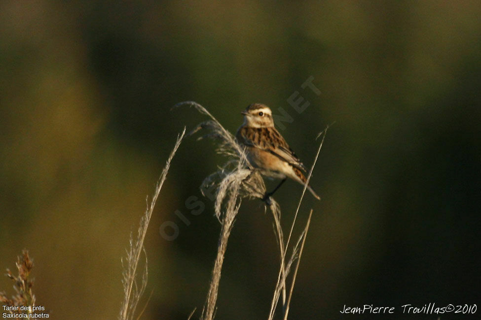 Whinchat