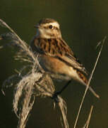 Whinchat