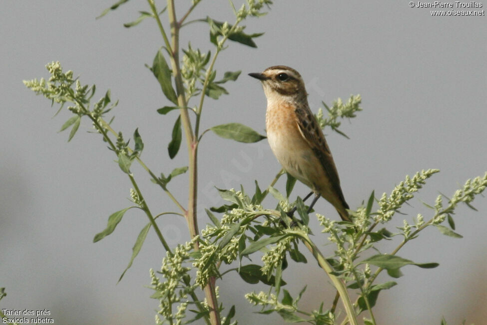 Whinchat