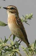 Whinchat