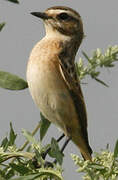 Whinchat