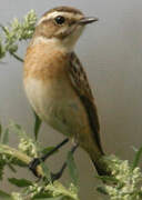 Whinchat