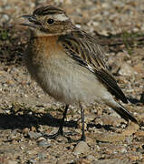 Whinchat