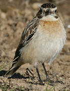 Whinchat