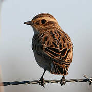 Whinchat