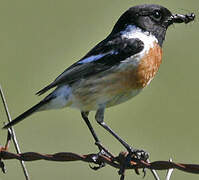 European Stonechat