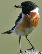 European Stonechat