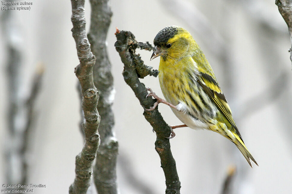 Eurasian Siskin