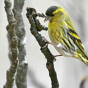 Eurasian Siskin