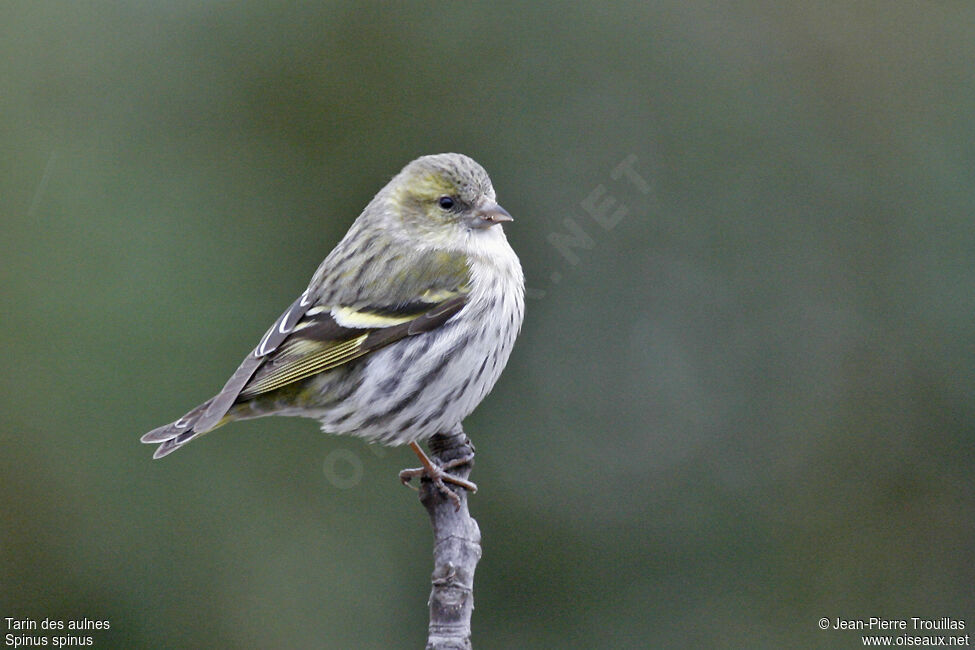 Eurasian Siskin female